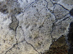 Lecanora gangaleoides