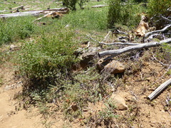 Monardella macrantha