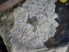 Lecanora gangaleoides