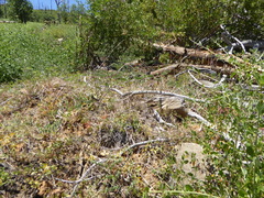 Monardella macrantha