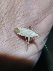 Miridius quadrivirgatus