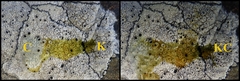 Lecanora gangaleoides