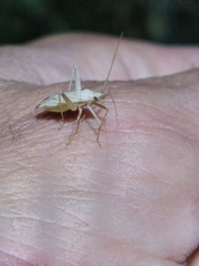 Miridius quadrivirgatus