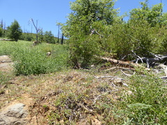 Monardella macrantha