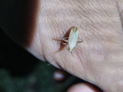 Miridius quadrivirgatus