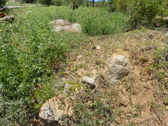 Monardella macrantha