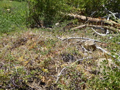 Monardella macrantha