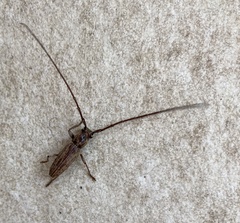 Elaphidion glabratum