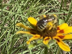 Andrena rudbeckiae