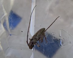 Elaphidion glabratum