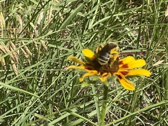 Andrena rudbeckiae