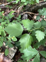 Crataegus dilatata