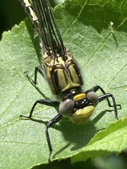 Arigomphus cornutus
