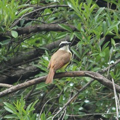 Pitangus sulphuratus