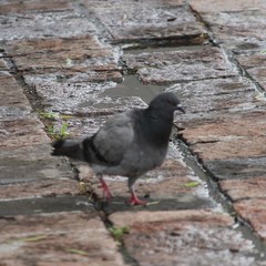 Columba livia domestica