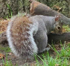 Sciurus carolinensis