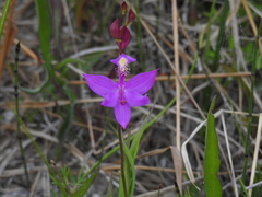 Calopogon tuberosus tuberosus
