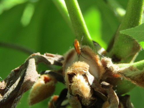 Large Milkweed Bug photographed in Kansas
