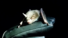 Myotis velifer
