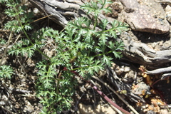 Tauschia parishii