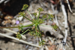 Tauschia parishii