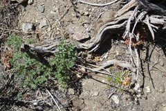 Tauschia parishii