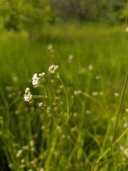 Galium debile