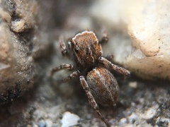 Attinella dorsata