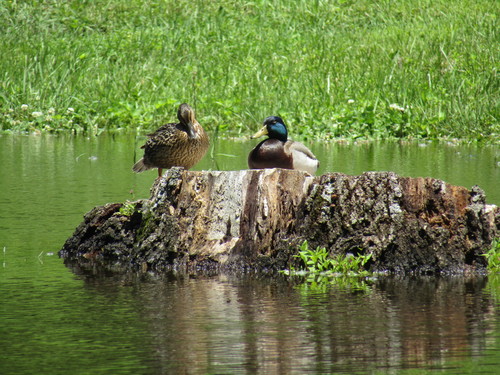 Mallard photographed in Kansas