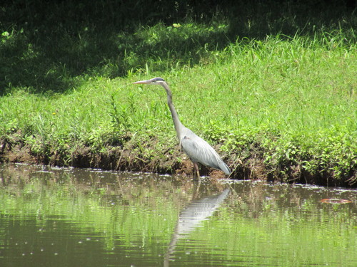 Great Blue Heron photographed in Kansas