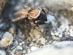 Attinella dorsata