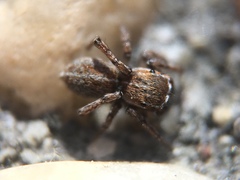 Attinella dorsata