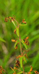 Lysimachia terrestris