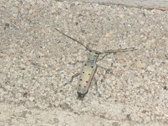 Saperda octopunctata