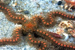 Ophiothrix