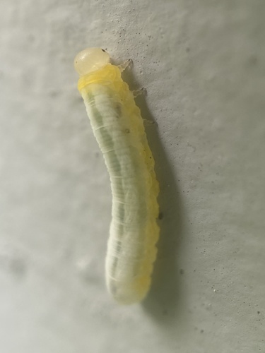 Brownheaded Ash Sawfly photo 5