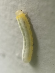 Tomostethus multicinctus