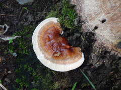 Ganoderma sessile image