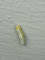 Tomostethus multicinctus