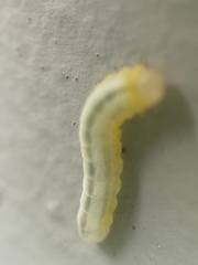 Tomostethus multicinctus