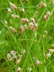 Eleocharis elliptica