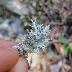 Pseudevernia consocians