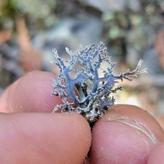 Pseudevernia consocians