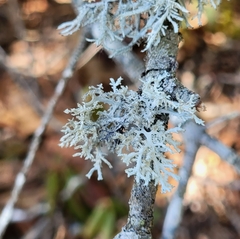 Pseudevernia consocians