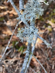 Pseudevernia consocians