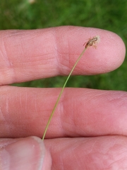 Eleocharis elliptica