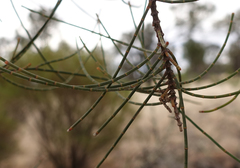 Casuarina pauper
