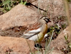 Emberiza flaviventris kalaharica