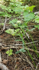 Trifolium eriocephalum