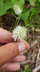 Trifolium eriocephalum